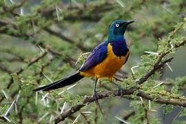 Golden-breasted Starling