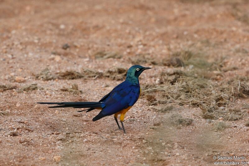 Golden-breasted Starling male adult