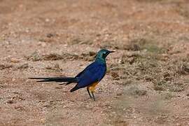 Golden-breasted Starling