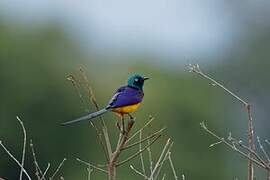 Golden-breasted Starling