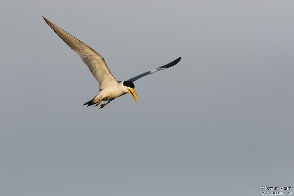 Large-billed Ternadult, Flight