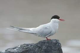 Arctic Tern