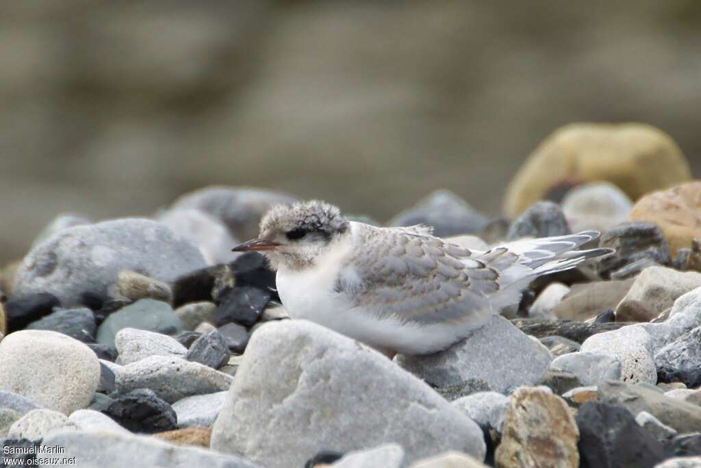 Arctic TernPoussin, identification