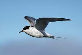 Arctic Tern