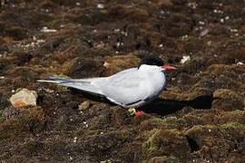 Arctic Tern