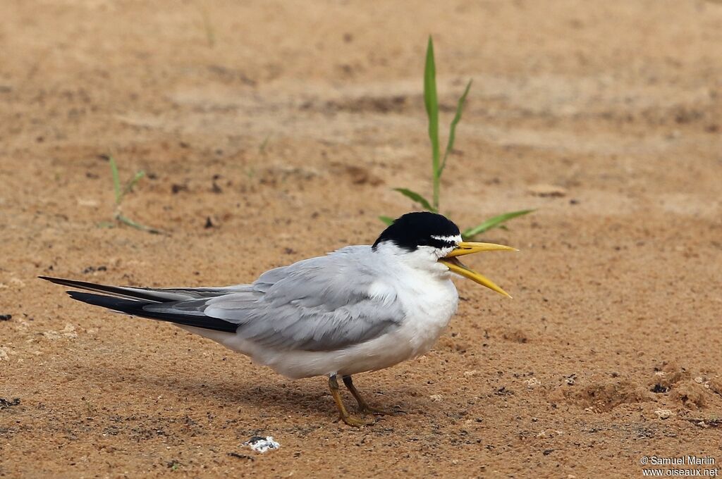 Yellow-billed Ternadult