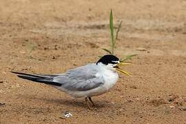 Yellow-billed Tern