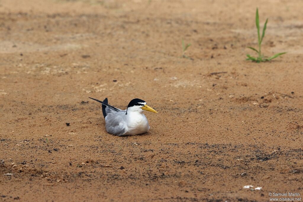 Yellow-billed Tern