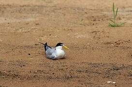 Yellow-billed Tern