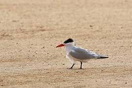 Caspian Tern