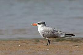 Caspian Tern