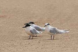 Sandwich Tern