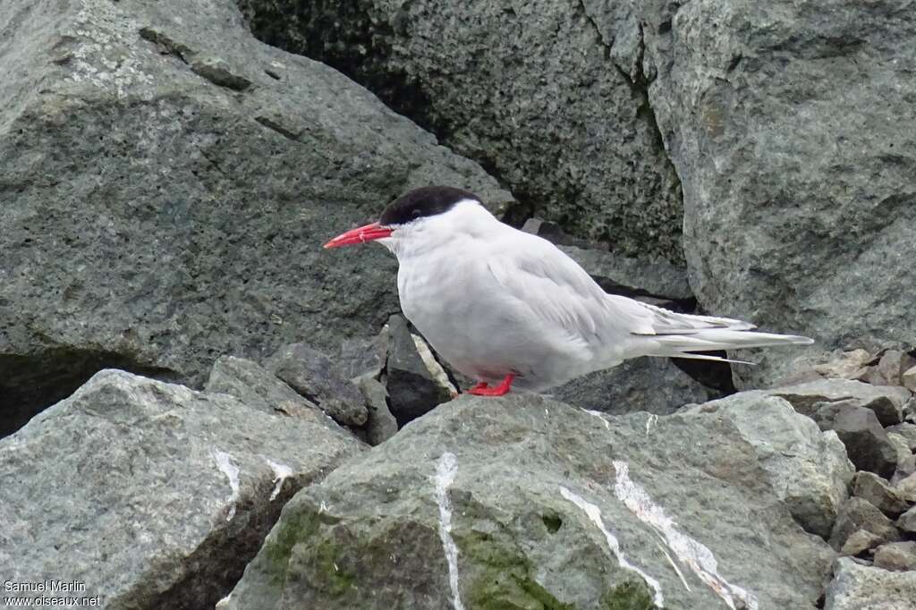 Sterne couronnéeadulte, identification