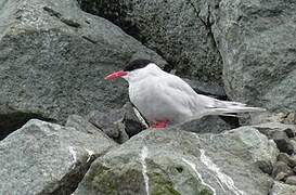 Antarctic Tern