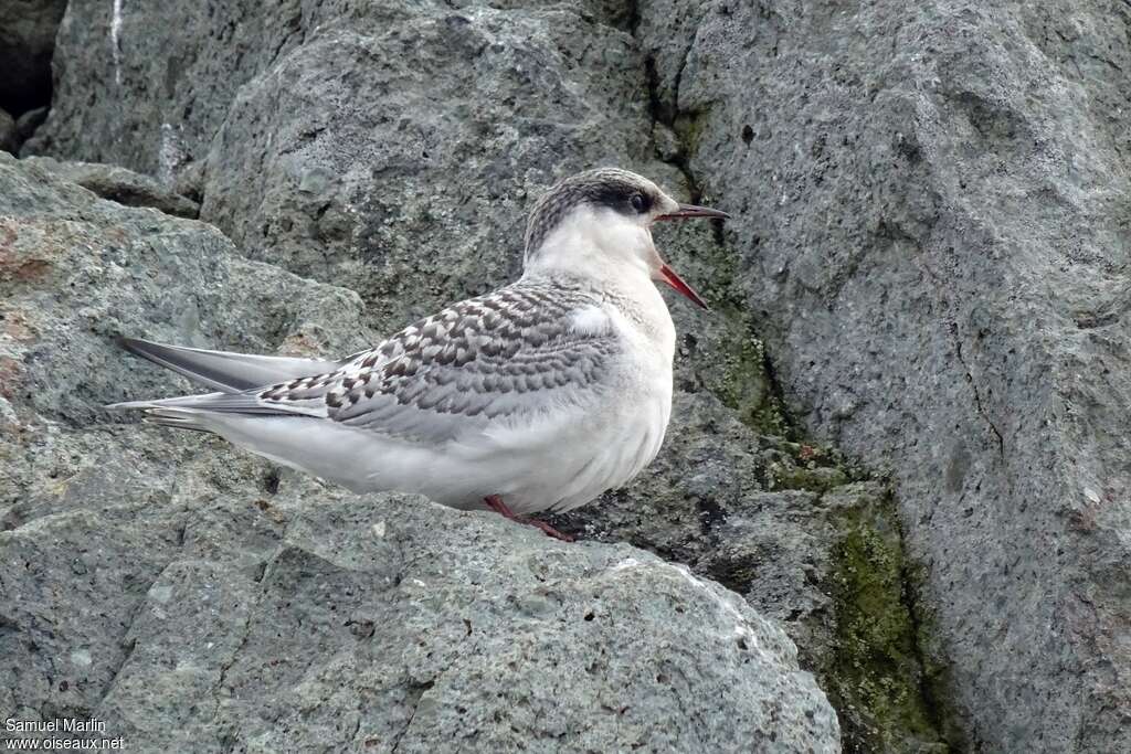 Sterne couronnéejuvénile, identification