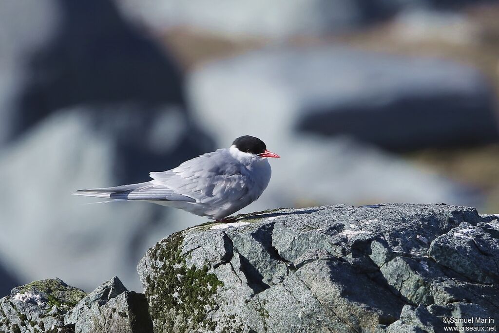 Antarctic Ternadult