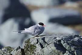 Antarctic Tern