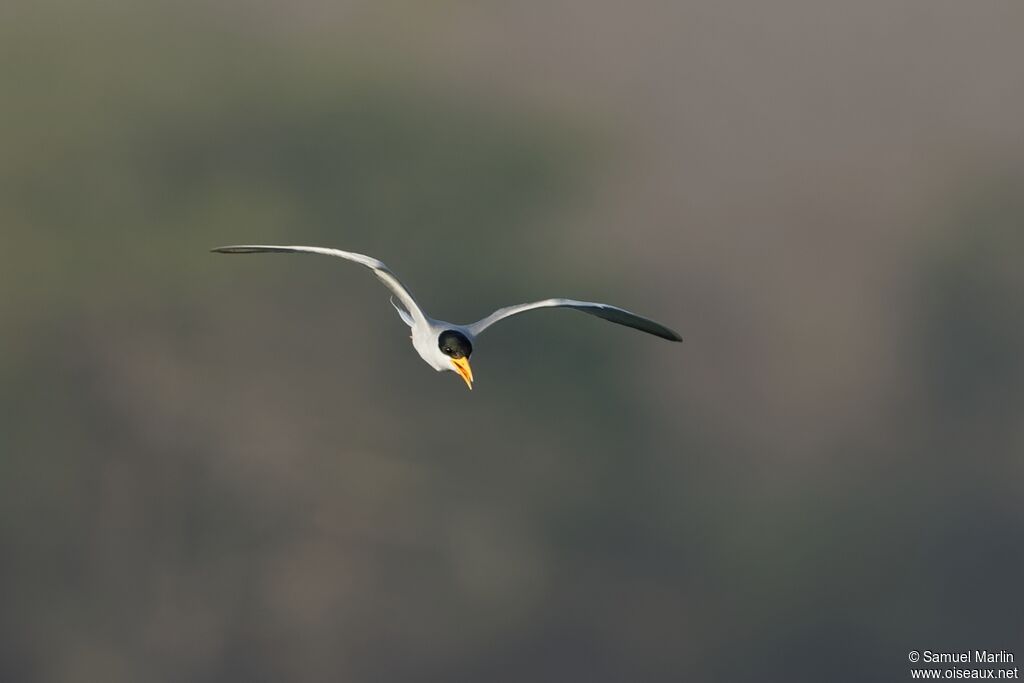 River Ternadult, Flight