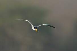 River Tern