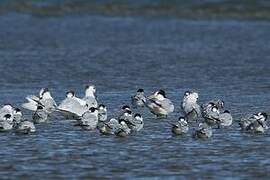 Elegant Tern