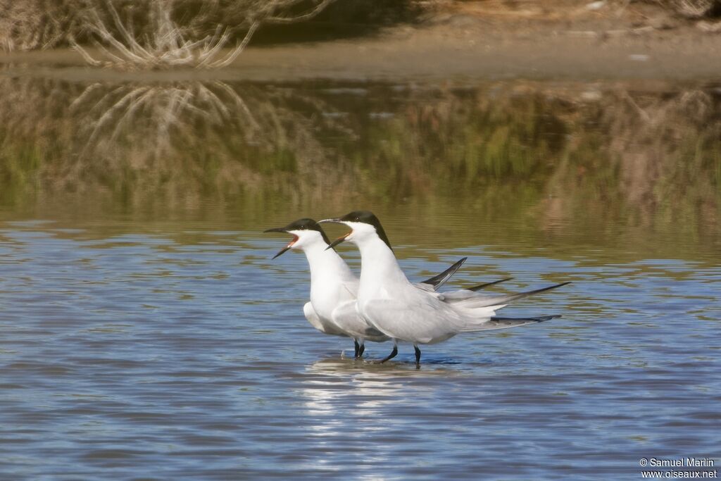 Gull-billed Ternadult