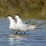 Gull-billed Tern