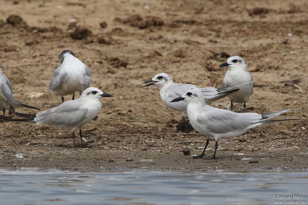 Gull-billed Ternsubadult