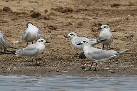 Gull-billed Tern