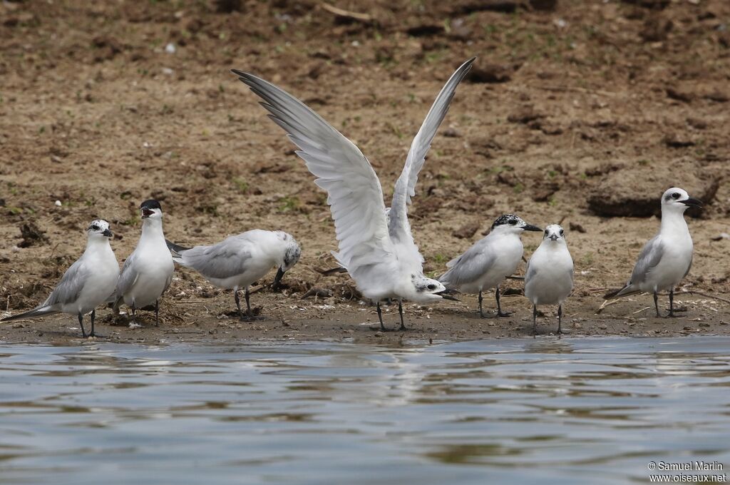 Gull-billed Ternimmature