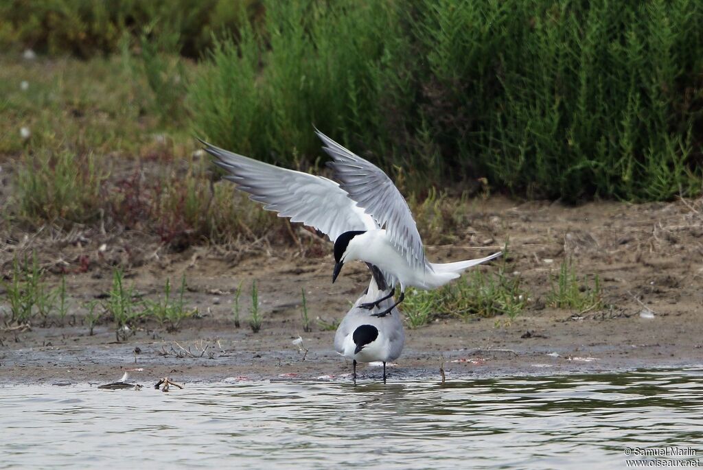 Gull-billed Ternadult, mating.