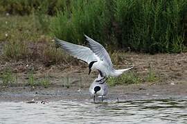 Gull-billed Tern