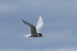 South American Tern