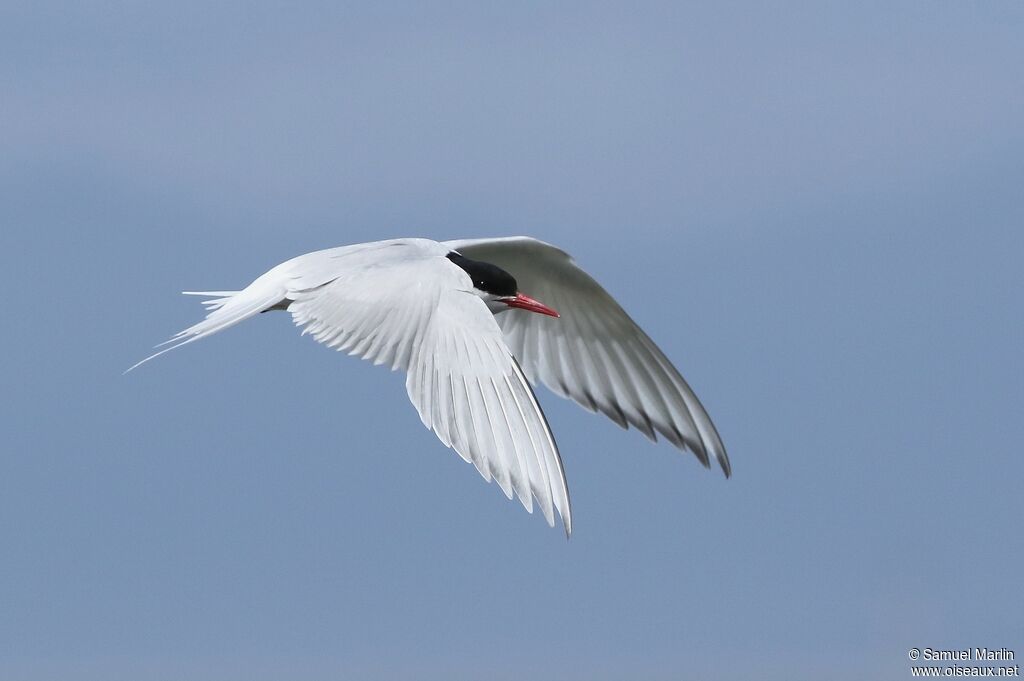 South American Ternadult, Flight