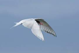 South American Tern