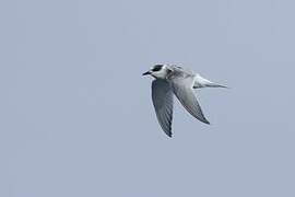 South American Tern