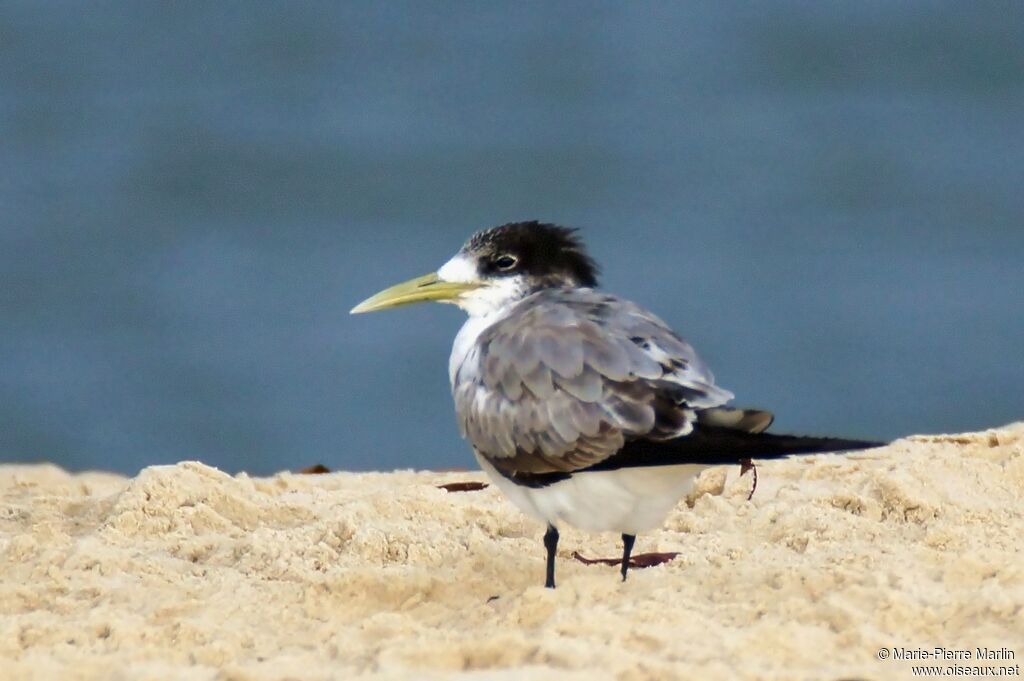 Greater Crested Ternadult