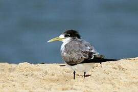 Greater Crested Tern