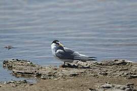 Little Tern