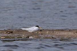 Little Tern