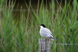 Common Tern