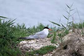 Common Tern