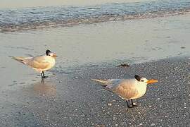 Royal Tern