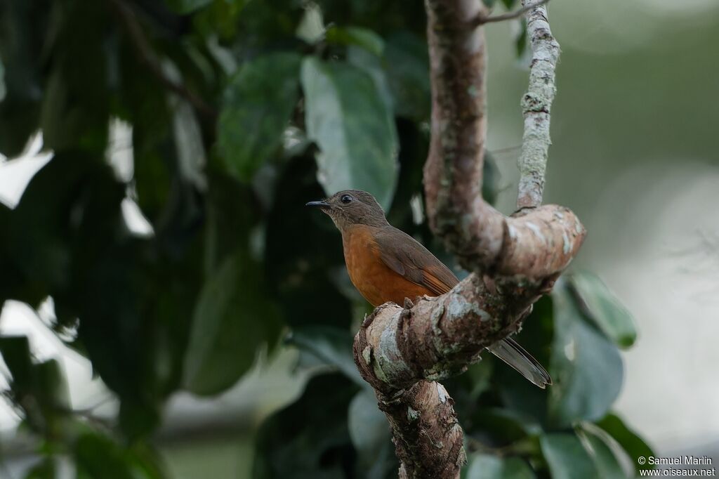 Finsch's Rufous Thrushadult