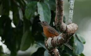 Finsch's Rufous Thrush