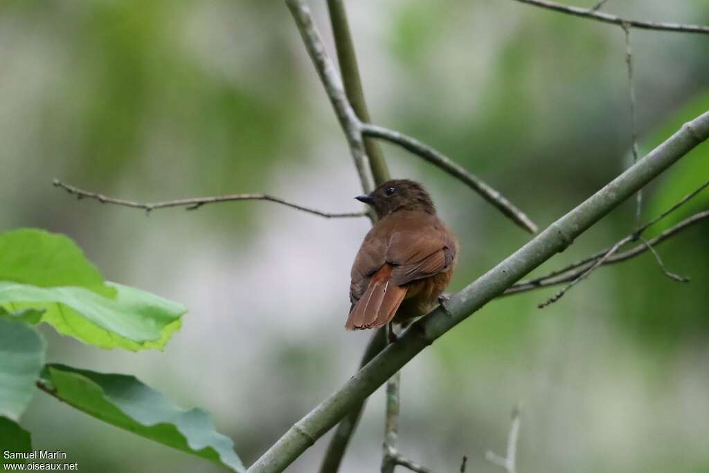 Fraser's Rufous Thrushadult