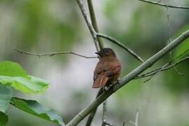 Fraser's Rufous Thrush