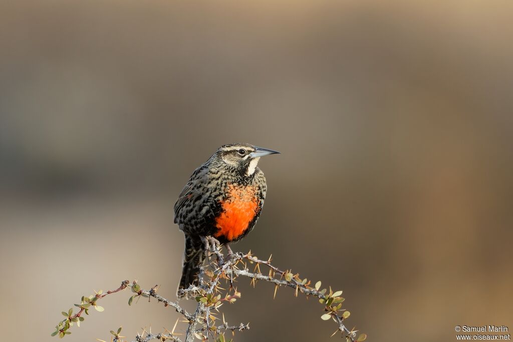 Long-tailed Meadowlarkadult