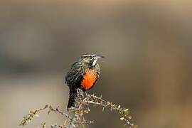 Long-tailed Meadowlark