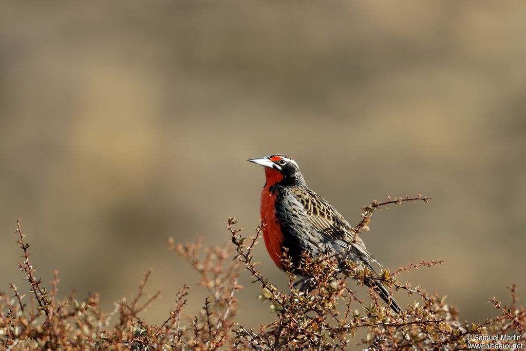 Long-tailed Meadowlarkadult