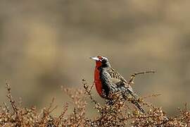 Long-tailed Meadowlark